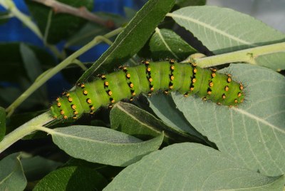 grüne Raupe