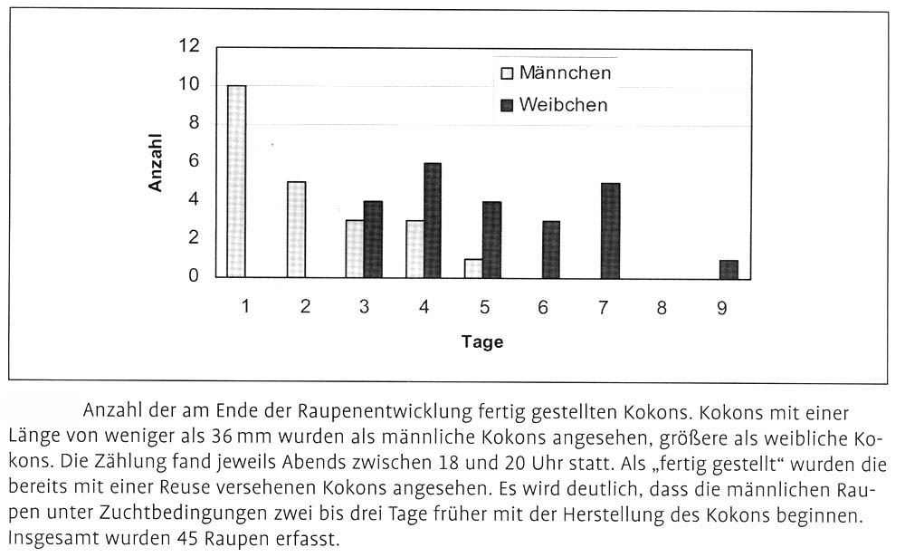 Verpuppung Männchen - Weibchen