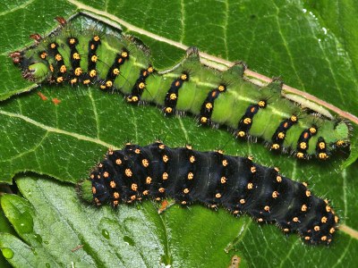 pavonia grüne und schwarze Raupe