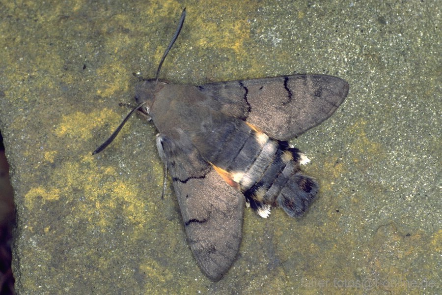 Taubenschwänzchen (Macroglossum stellatarum)