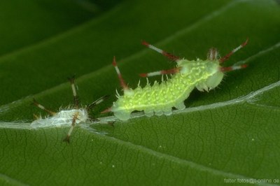 Nagelfleck (Aglia tau) Raupe