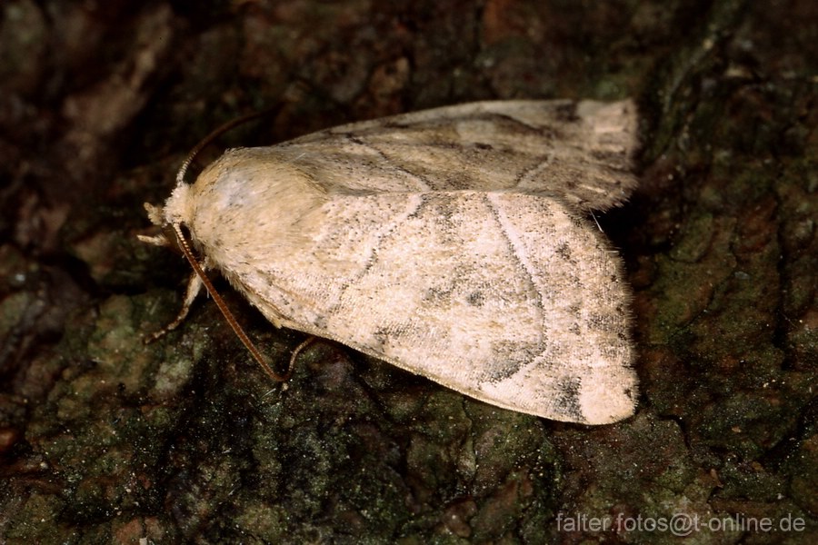 Trapezeule (Cosmia trapezina)