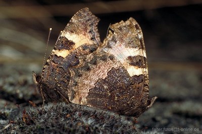 Kleiner Fuchs (Aglais urticae) Paarung