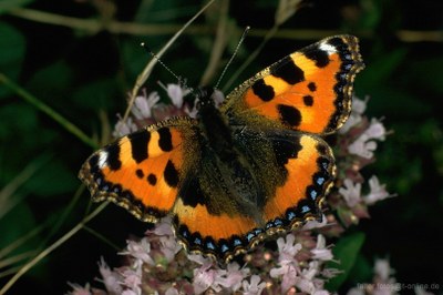 Kleiner Fuchs (Aglais urticae)