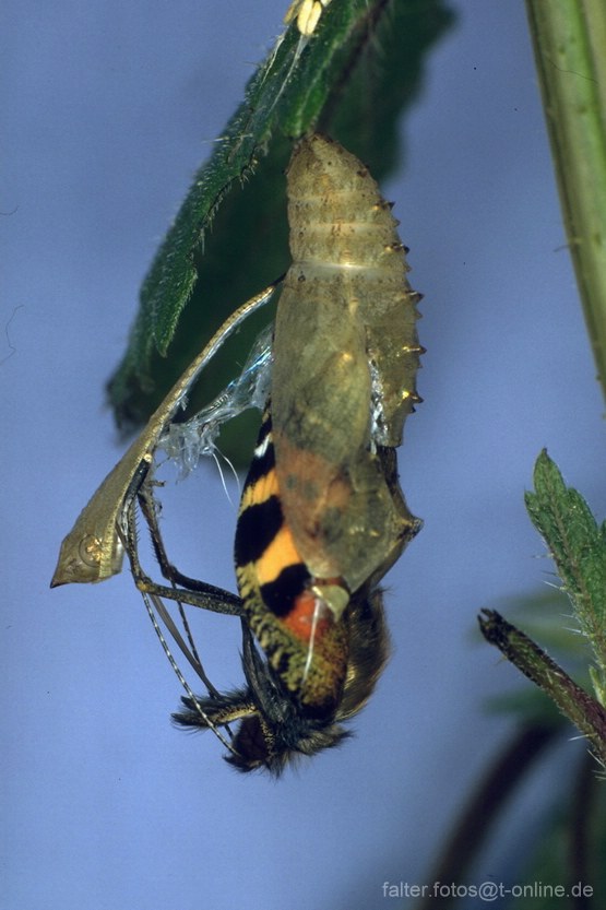 Kleiner Fuchs (Aglais urticae) Puppe 2