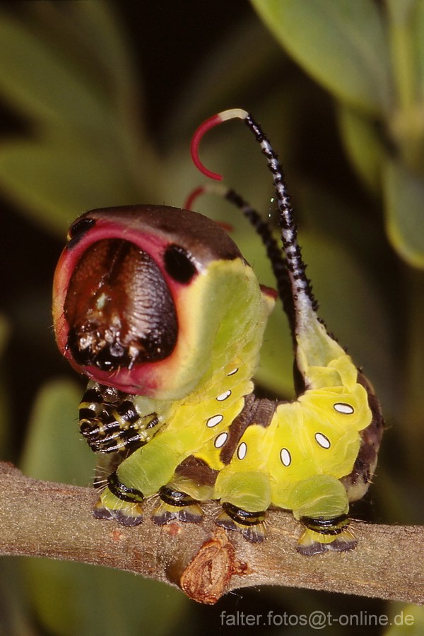 Großer Gabelschwanz (Cerura vinula) Raupe