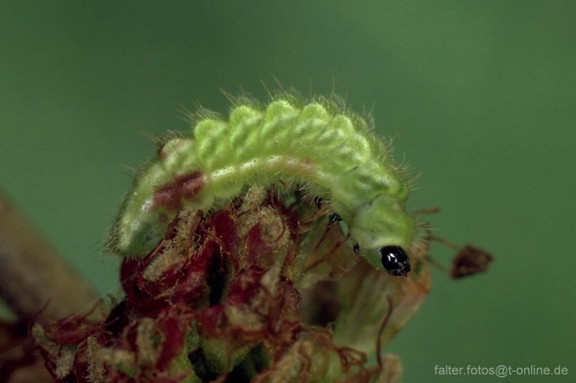 Ulmenzipfelfalter (Satyrium w-album) Raupe 2