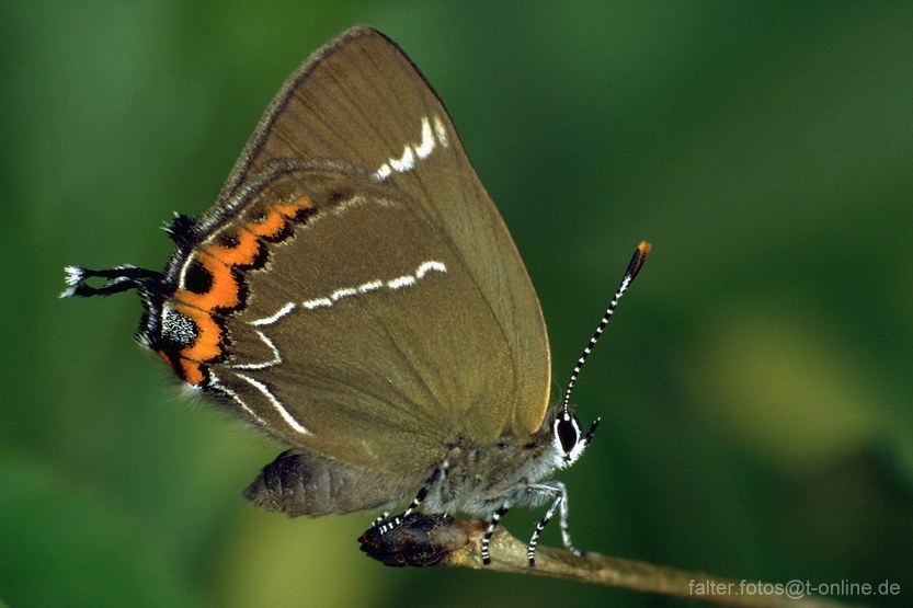 Ulmenzipfelfalter (Satyrium w-album) Weibchen