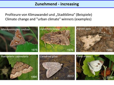 Gewinner von Klimawandel und Stadtklima - Winners of climate change and urban climate