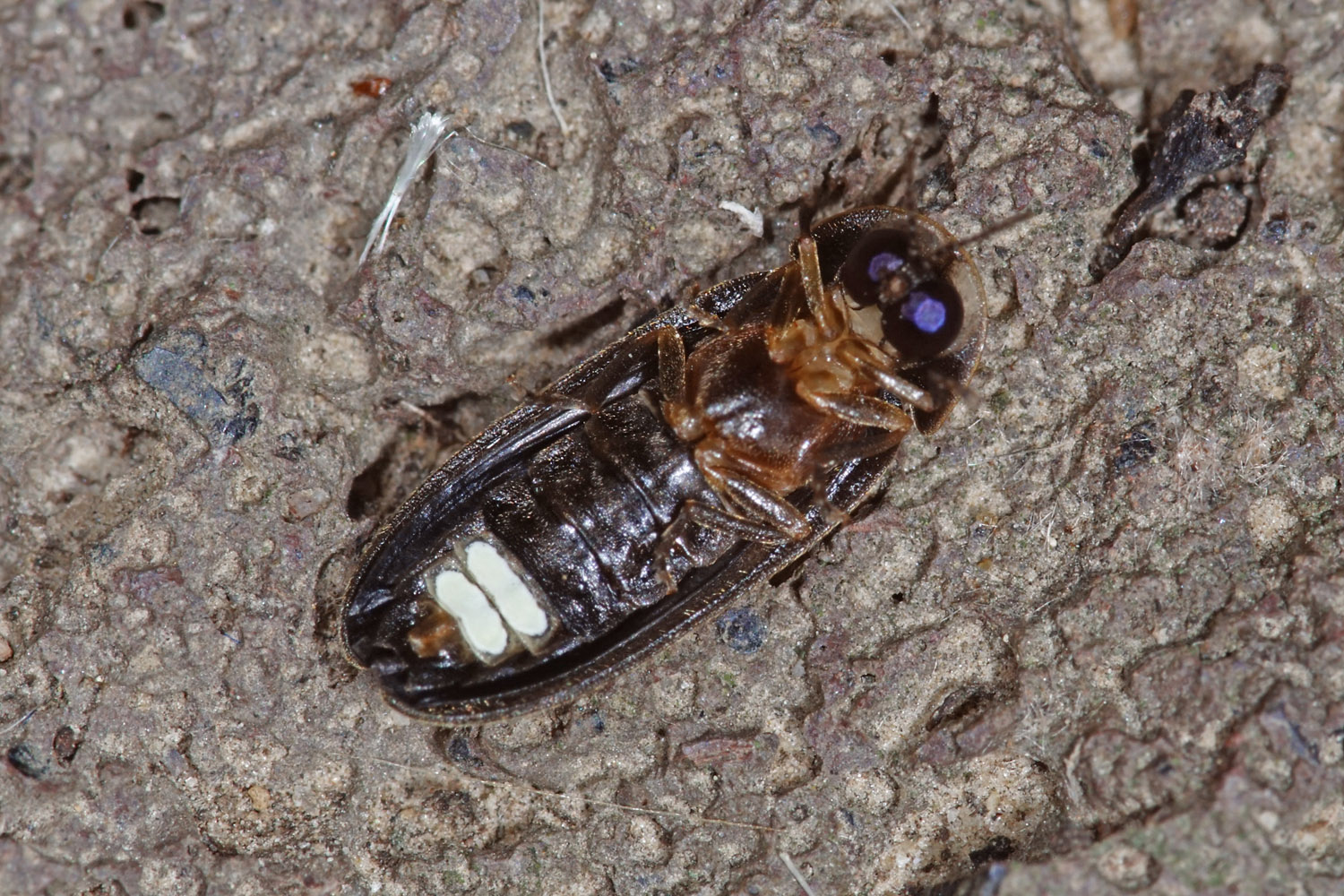 Kleiner Leuchtkäfer (Männchen, Unterseite mit Leuchtorgan)