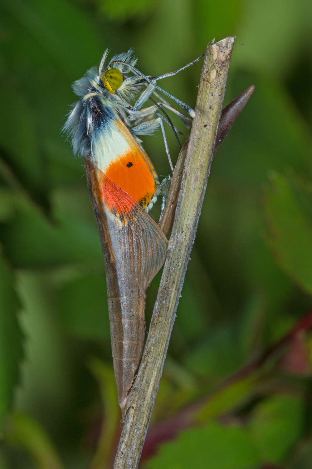 Aurorafalter - Anthocharis cardamines a