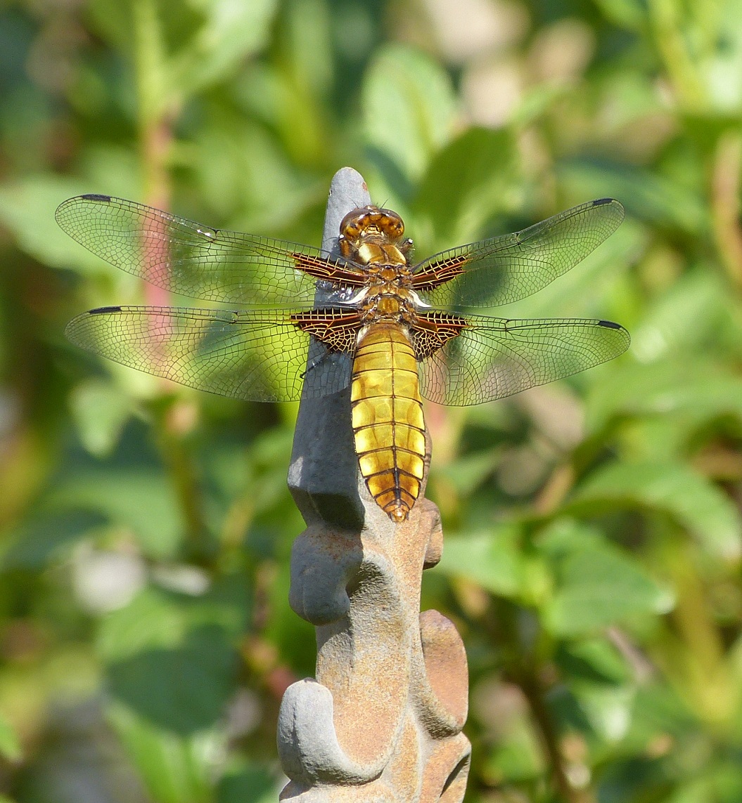 Plattbauch (Libellula depressa) in Wuppertal - Bild 2