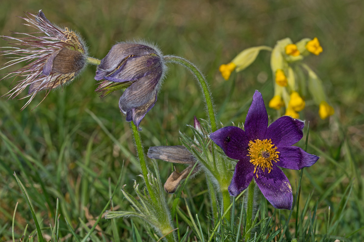 Kuhschelle und Schlüsselblume