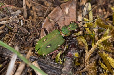 Feld-Sandlaufkäfer (Cicindela campestris)