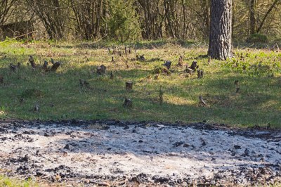 Nur noch ein Haufen Asche ist von den an Silvester entfernten Büschen übrig