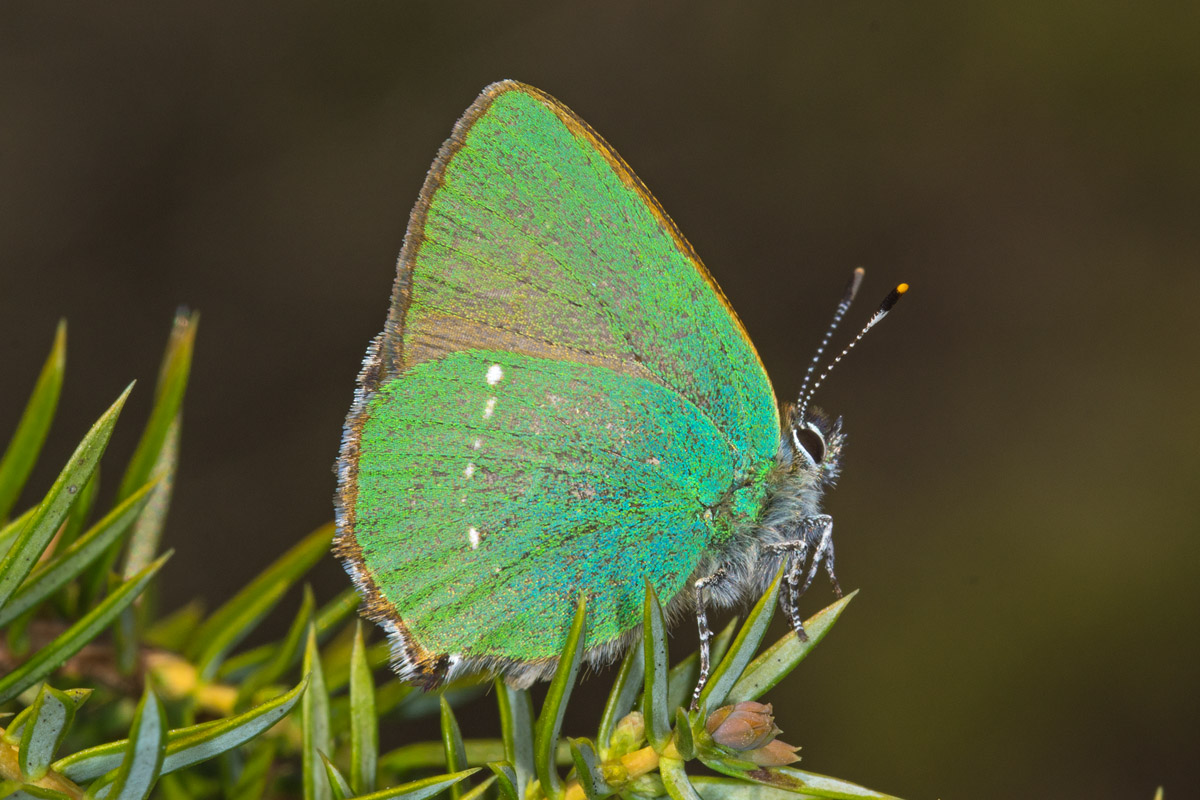 Callophrys rubi - Grüner Zipfelfalter 1