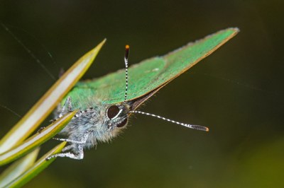 Callophrys rubi - Grüner Zipfelfalter 2