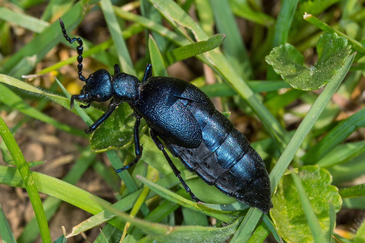 Schwarzblauer Ölkäfer (Meloe proscarabaeus)