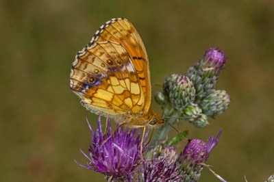 Mädesüß-Perlmuttfalter am 24.06.2020 im Gelpetal