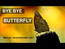ByeByeButterfly - das Thema Artenschwund im Biologieunterricht