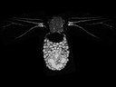 Metamorphose eines Schmetterlings - sichtbar gemacht mit Kernspinresonanztomographie (MRT)