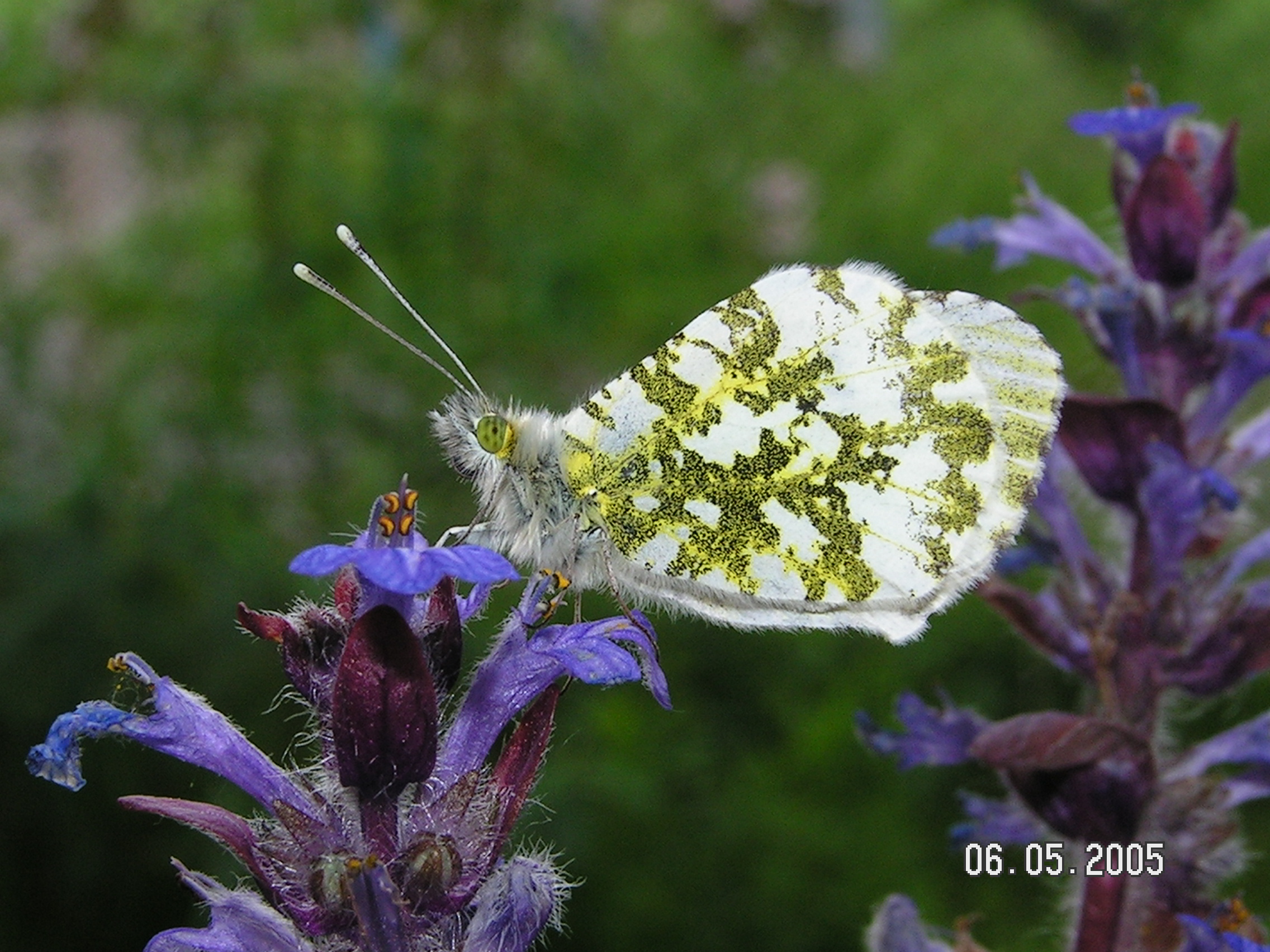 Anthocharis cardamines Weibchen