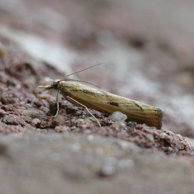 Agriphila inquinatella (Abb. 1)