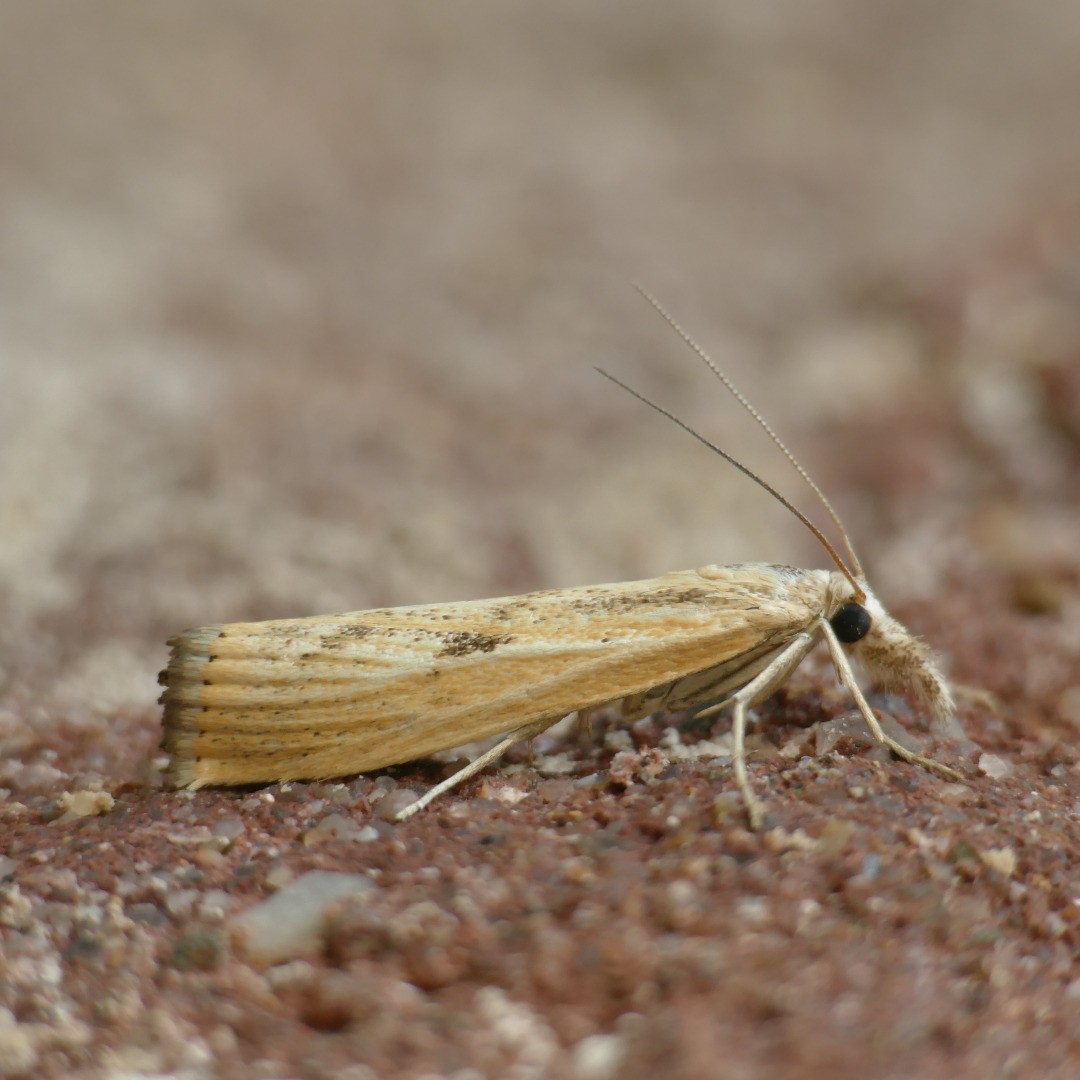 Agriphila inquinatella (Abb. 2)