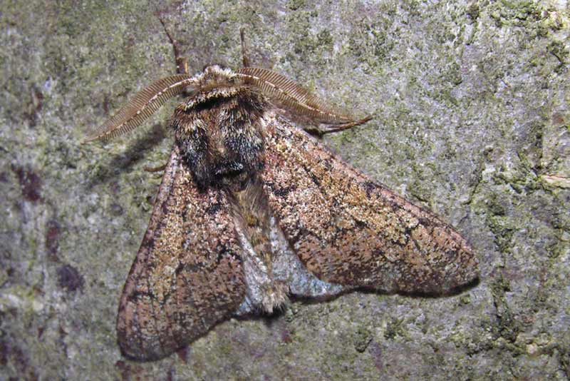 Schmetterling des Monats April