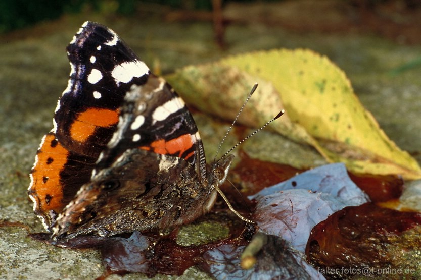 Wie Lange Leben Schmetterlinge Nvw