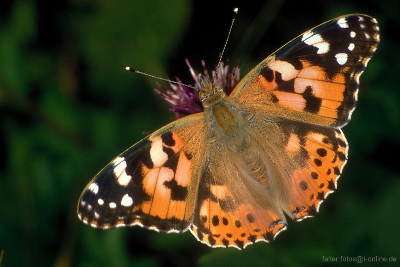 Fuchsauge schmetterling Schmetterling präparieren?