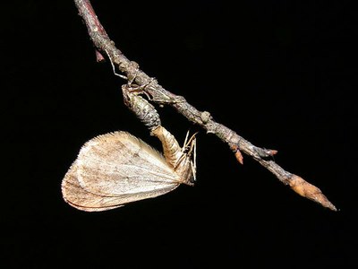 Kleiner Frostspanner (Operophtera brumata)