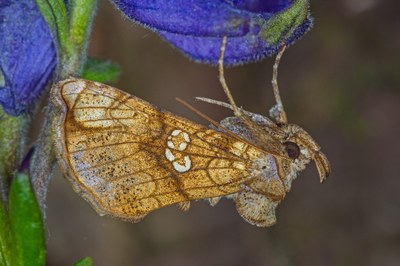 Polychrysia moneta