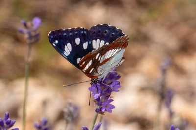 Blauschwarzer Eisvogel 