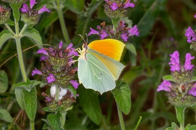 Le Citron de Provence