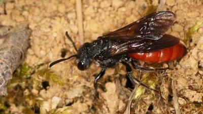 Riesen-Blutbiene