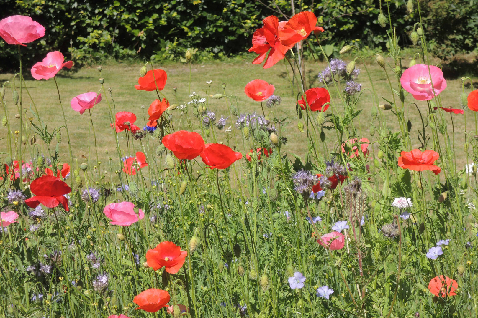 Blumenmeer im eigenen Garten