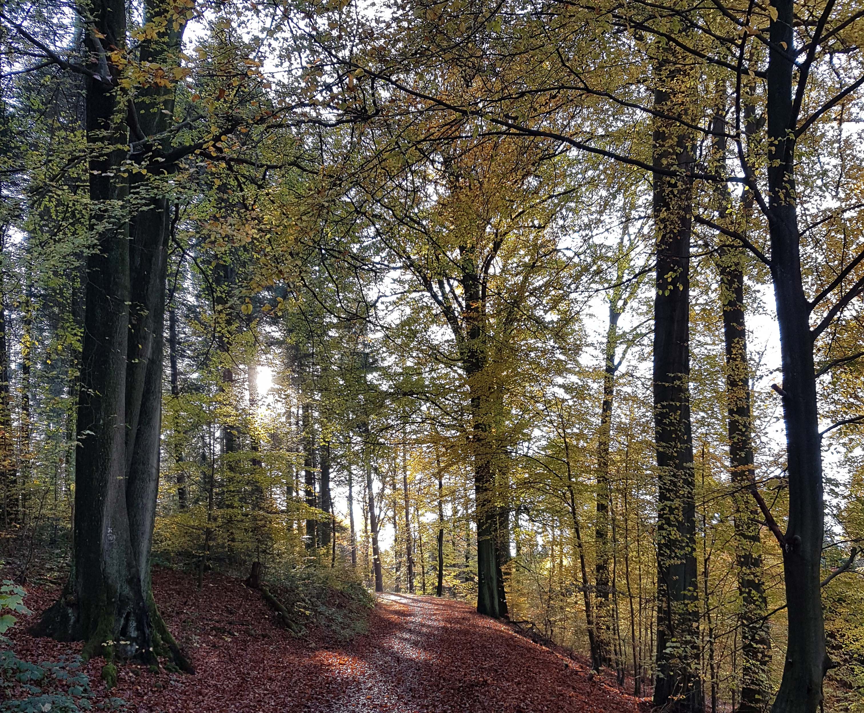 2. Herbstlicher Wald  Foto M. Schedel.jpg