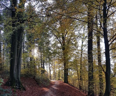2. Herbstlicher Wald  Foto M. Schedel.jpg