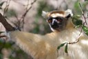 Lemuren auf Madagaskar Photo Astrid Padberg
