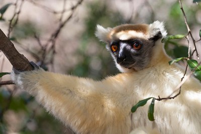 Lemuren auf Madagaskar Photo Astrid Padberg