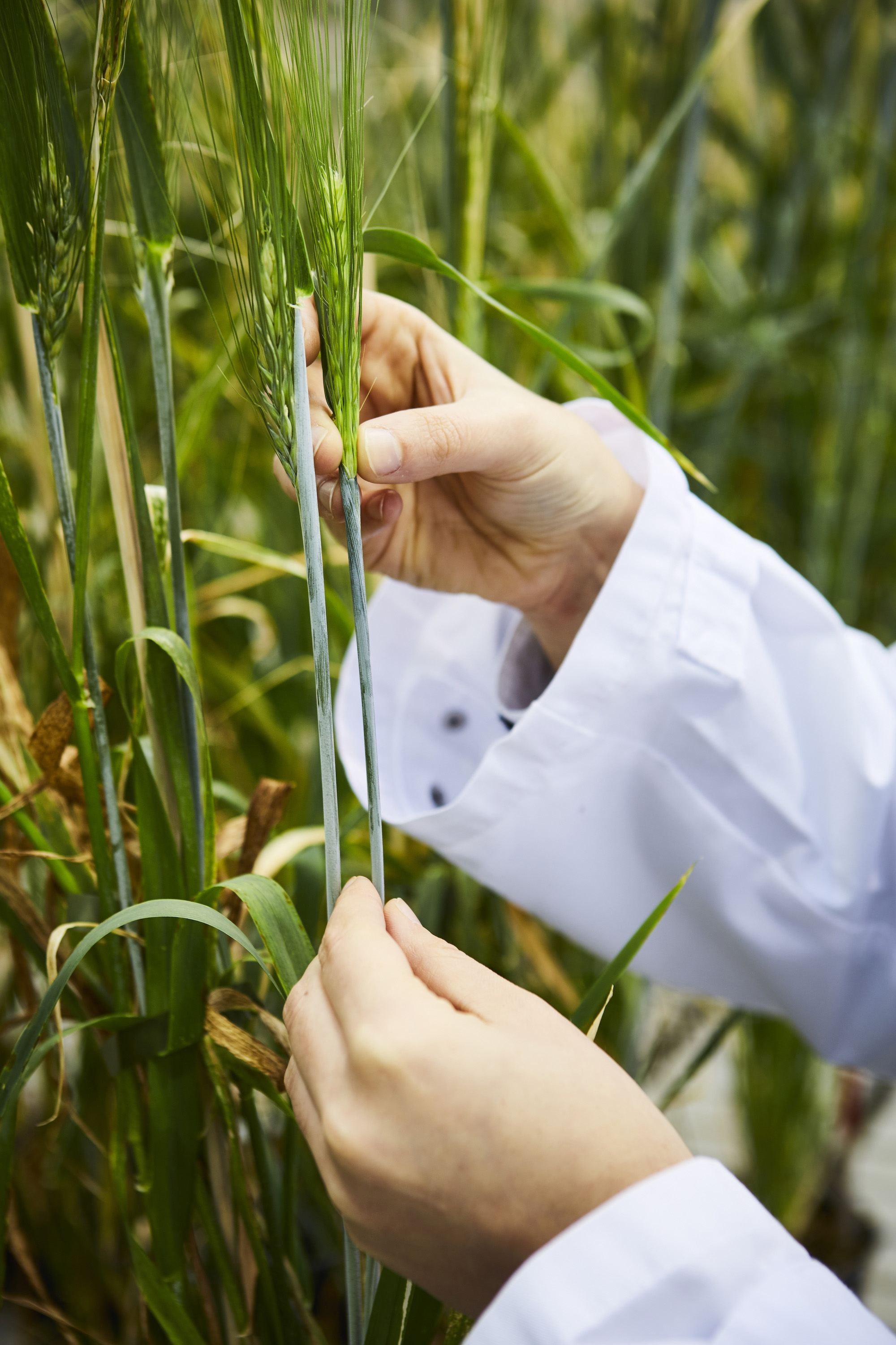 Ertragsoptimierung in der Landwirtschaft