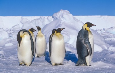 Kaiserpinguine auf dem Meereis