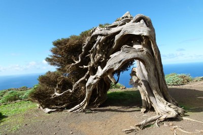 Phönizischer Wacholder auf El Hierro