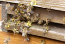 Pollen-schleppende Bienen im Frühjahr