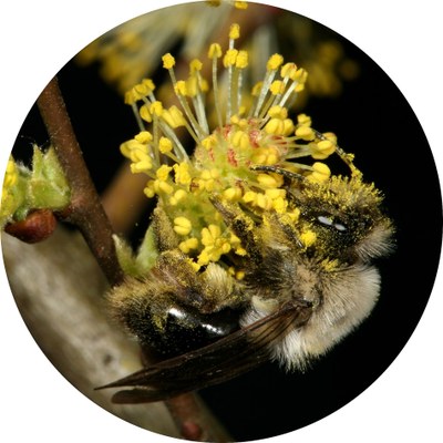 Weidensandbiene - Andrena vaga