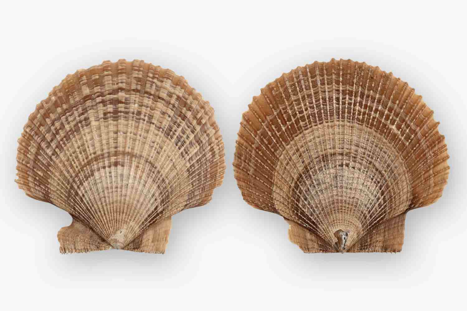 Fossile Muscheln