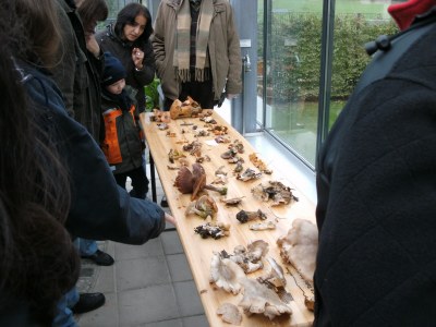 Tisch mit Pilzen und Publikum