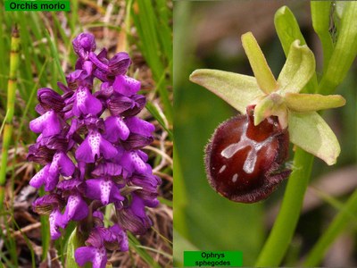 Orchideen am Neusiedler See