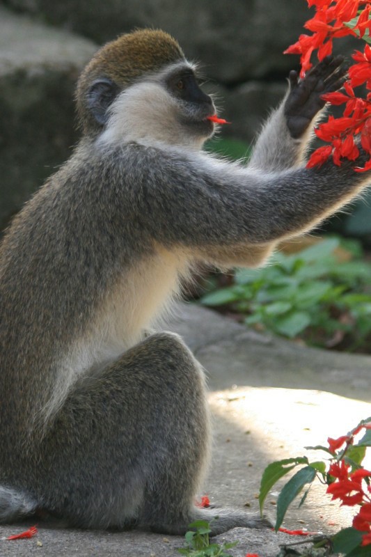 Meerkatze